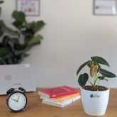 Philodendron Melanochrysum, with 5.5 inch white decor pot